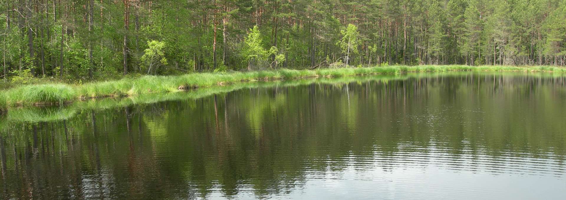 Sjön Skiren med grönskade skog runtom. Solig sommarbild.