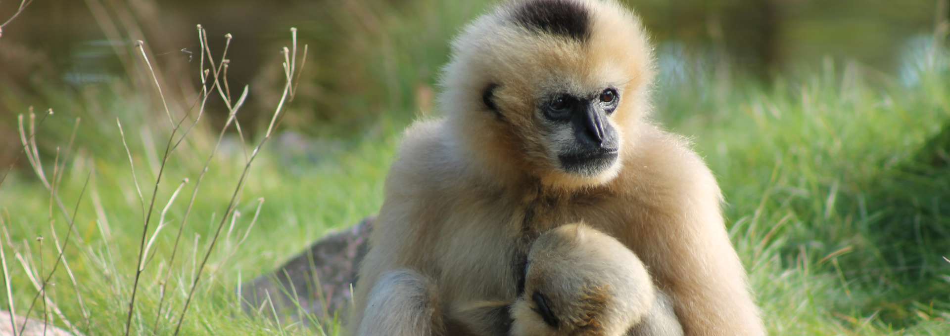 En vitkindad Gibbon som har en diande unge i famnen.