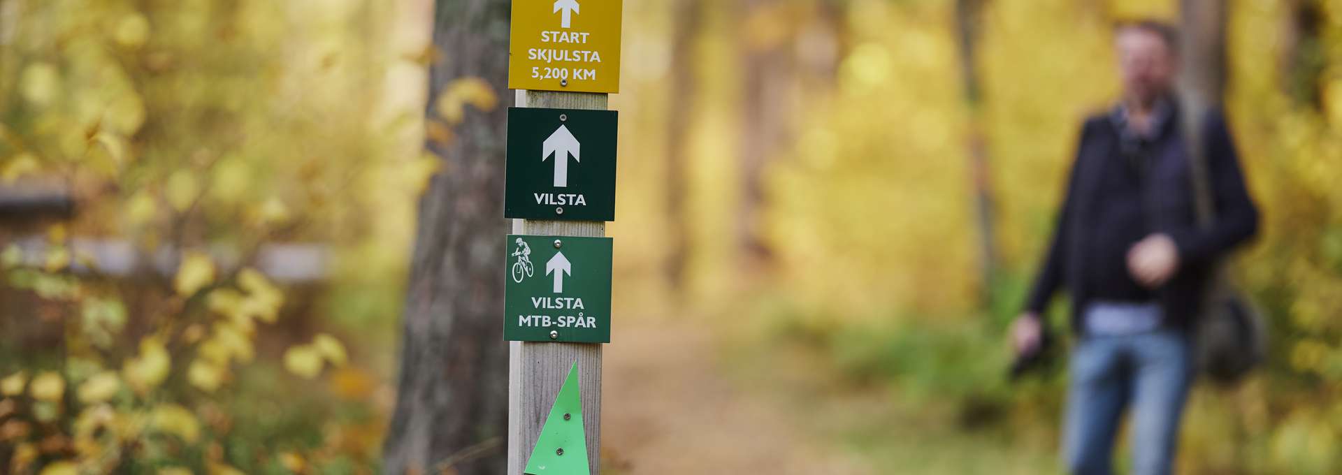 Forest in yellow and signs in different coulors