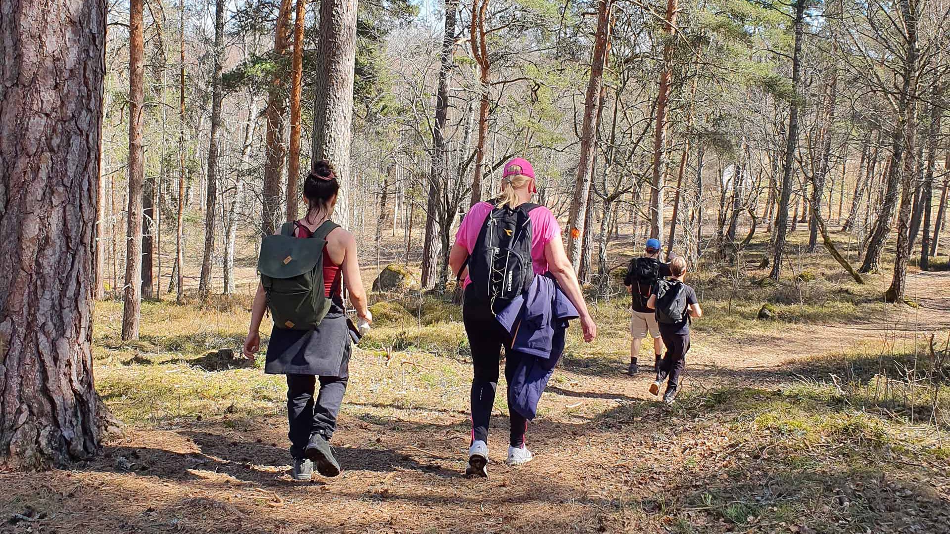People hiking in a sunlit forest